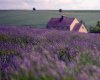 прогулочные маршруты по лавандовым дорогам в провинции
